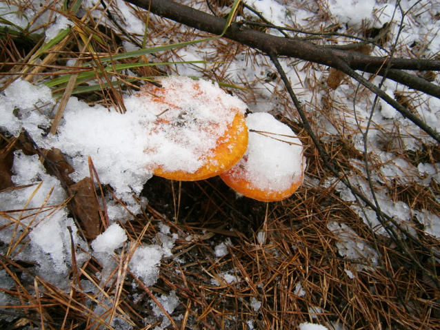 Houby AKTUÁLNĚ 2012