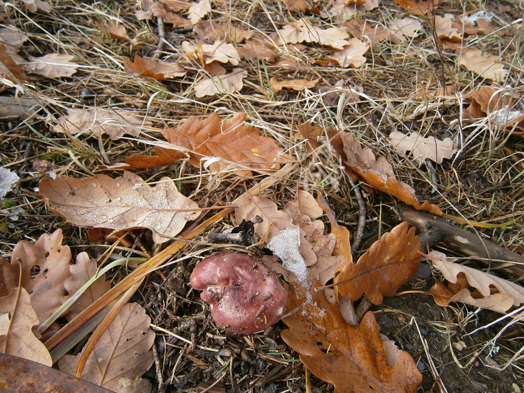 Jevanské lesy 29.11.2012.