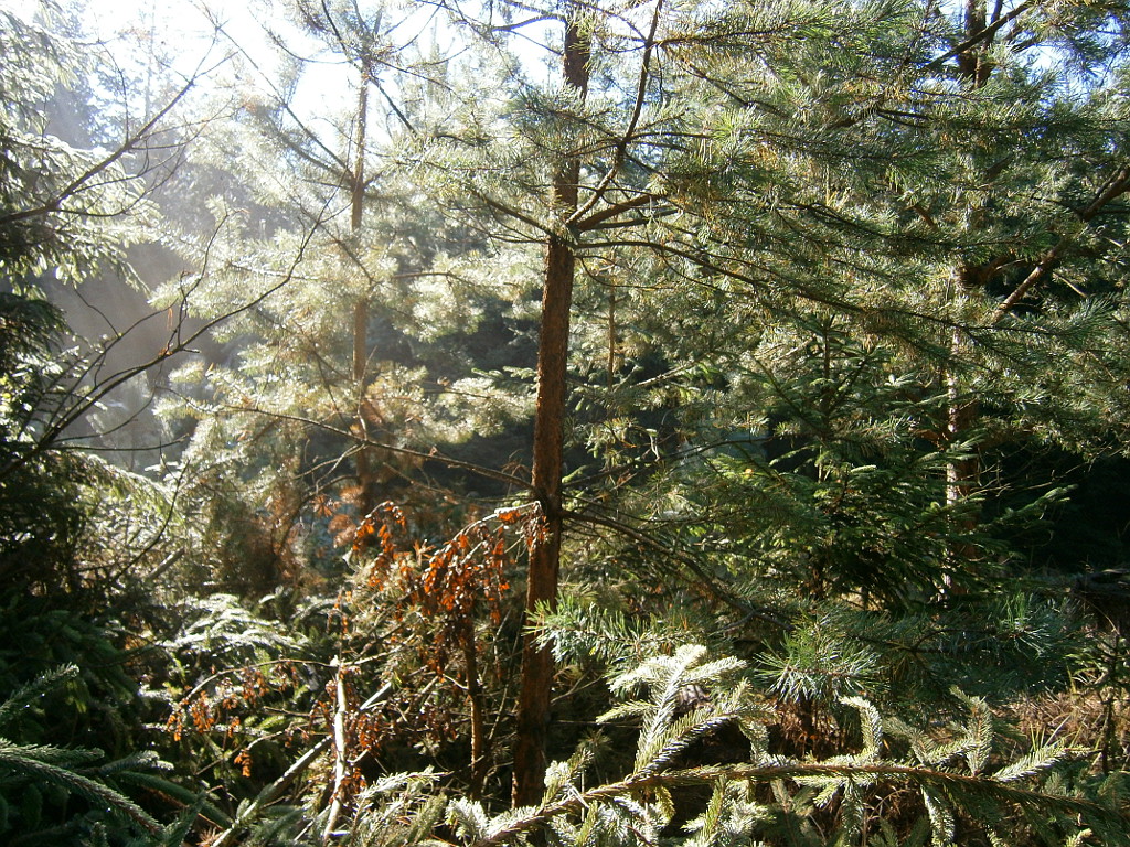 Jevanský les.
