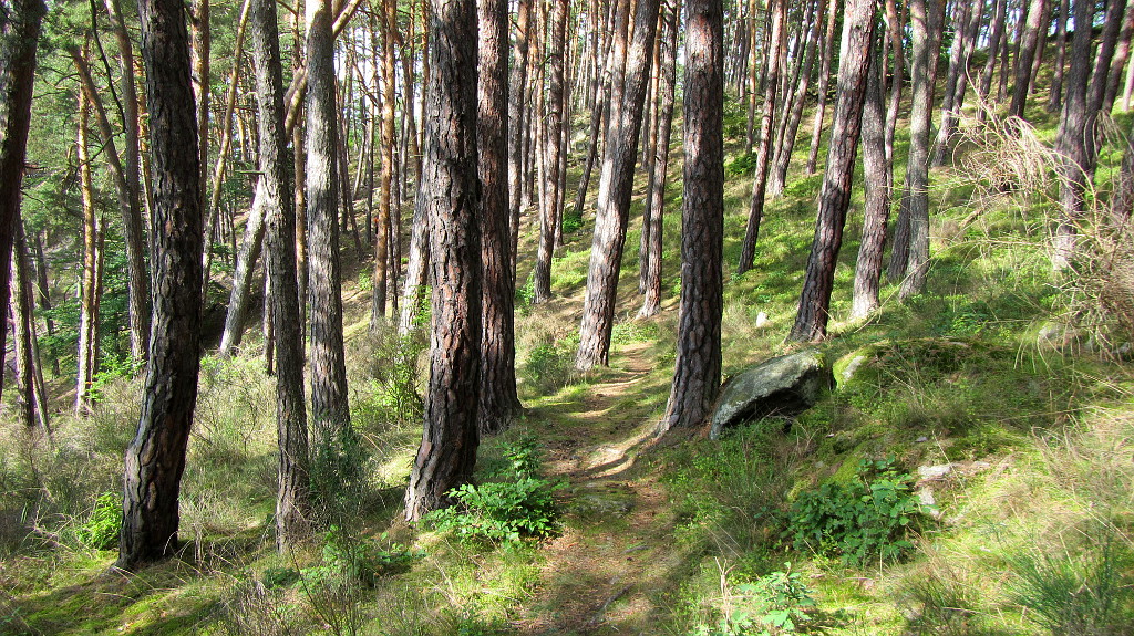 Lesy na pravém břehu Orlíku v září 2012.