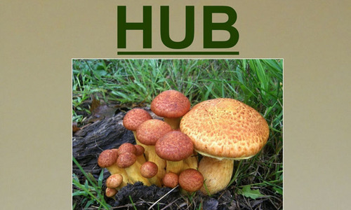 Výstavy hub v září a říjnu 2015 Výstavy hub v září a říjnu 2015