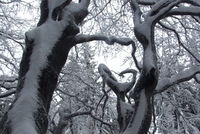 Třetí mrtvý v Jeseníkách během letošní lyžařské sezony Třetí mrtvý v Jeseníkách během letošní lyžařské sezony