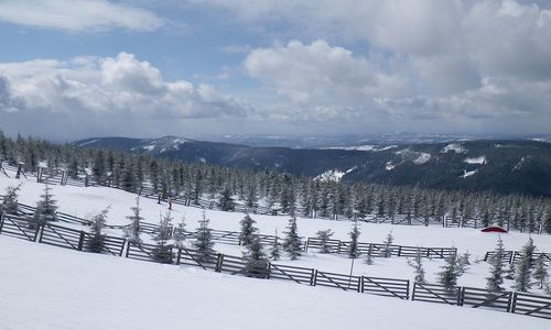 Krkonošské paseky po imisní katastrofě zarůstají, tetřívci ubývají