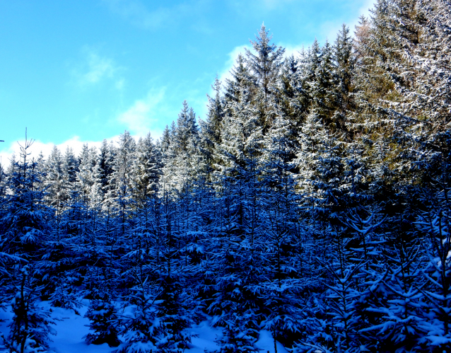 Tok (865 m) je nejvyšší v Brdech