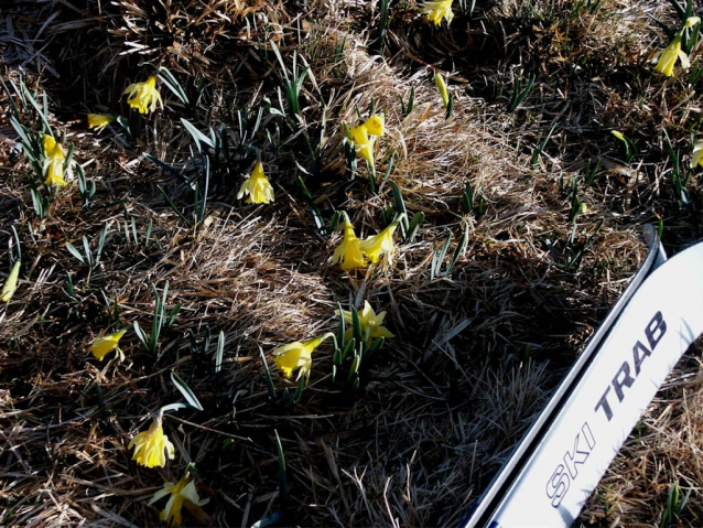 Dnešní svátek narcisů ve francouzských Vogézách