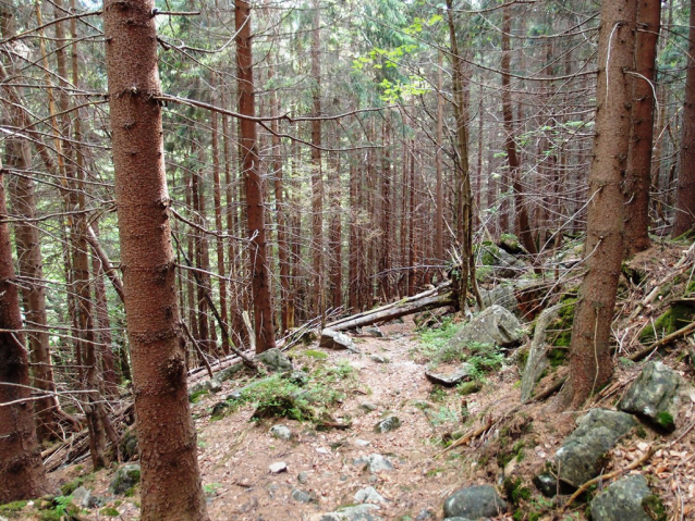 Krkonošská padesátka, to byl královský trail roku