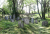 Kolín: starý židovský hřbitov