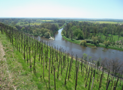 DOPORUČENÍ Mělnické víno ochutnáte spíš na koštu než při vinobraní 