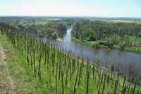 DOPORUČENÍ Mělnické víno ochutnáte spíš na koštu než při vinobraní  DOPORUČENÍ Mělnické víno ochutnáte spíš na koštu než při vinobraní