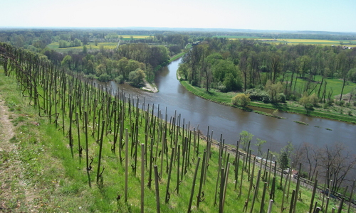 DOPORUČENÍ Mělnické víno ochutnáte spíš na koštu než při vinobraní  DOPORUČENÍ Mělnické víno ochutnáte spíš na koštu než při vinobraní