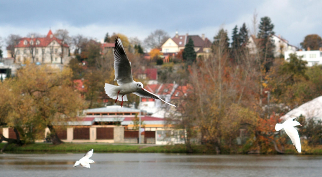 Výlet do třešňovky nad Botičem
