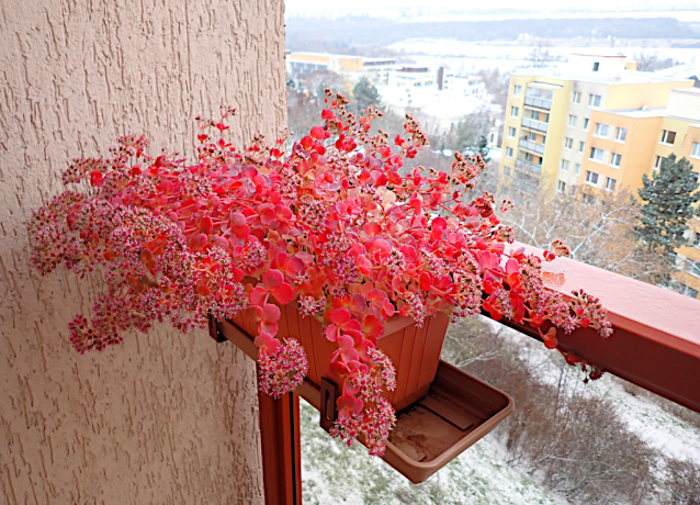 První sníh v Praze 2025