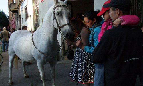 Divoké matky, koně v Karlíně a Tibet v Libni