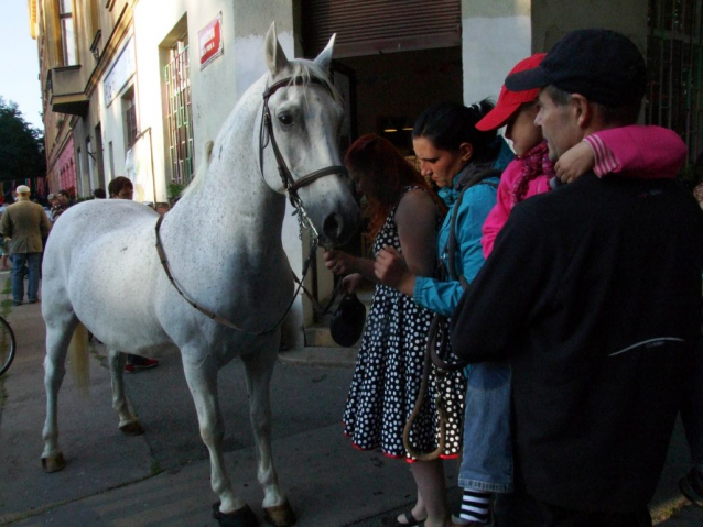 Divoké matky, koně v Karlíně a Tibet v Libni