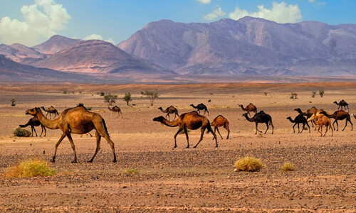 4 Days Tour From Marrakech To Merzouga Desert 4 Days Tour From Marrakech To Merzouga Desert