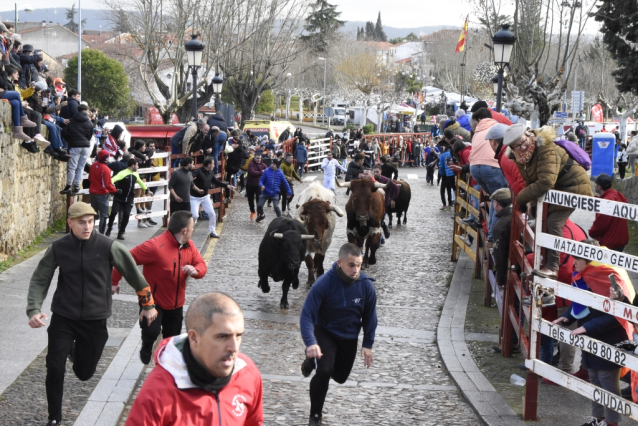 Ciudad Rodrigo celebrates a centenary festival with bull runs, capeas and bullfights