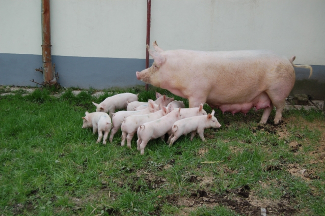 Agroturistika na farmě Choťovice