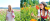 A small village called Mohndorf-Armschlag and its own special flower