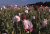 A small village called Mohndorf-Armschlag and its own special flower