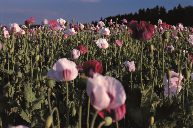 A small village called Mohndorf-Armschlag and its own special flower