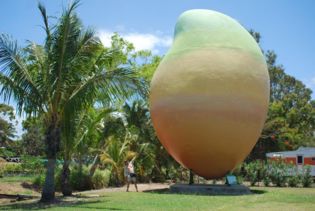 Desetimetrové mango zmizelo přes noc