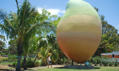 Desetimetrové mango zmizelo přes noc Desetimetrové mango zmizelo přes noc