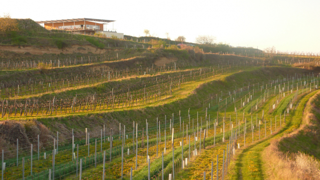 Víno, prase, kráva a život vinné restaurace Weinbeisserei v Kamptal