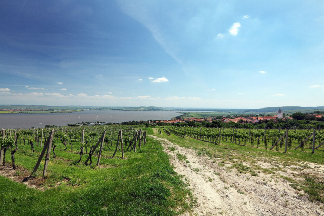 Vinobraní na Znojemsku je v plném proudu