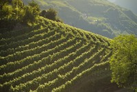 Víno z Jižního Tyrolska