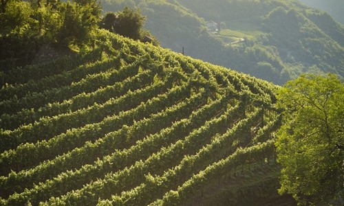 Víno z Jižního Tyrolska