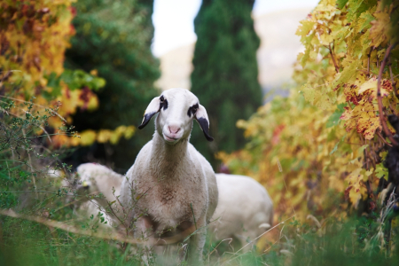 Co je biodynamické víno?