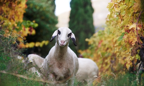 Co je biodynamické víno? Co je biodynamické víno?