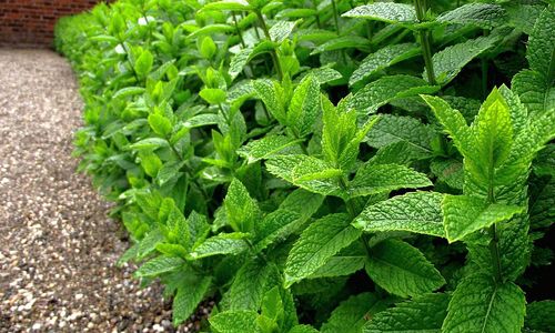 Máta peprná s mentolem do alkoholických i nealkoholických nápojů Máta peprná s mentolem do alkoholických i nealkoholických nápojů