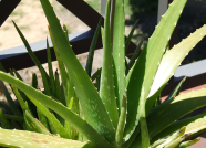 Aloe vera čistí organismus vně i zevnitř