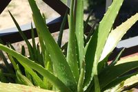 Aloe vera čistí organismus vně i zevnitř Aloe vera čistí organismus vně i zevnitř