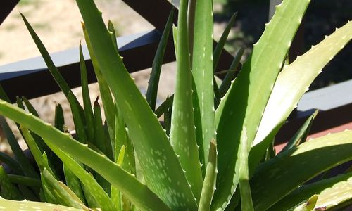 Aloe vera čistí organismus vně i zevnitř Aloe vera čistí organismus vně i zevnitř
