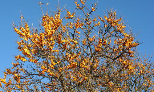 Rakytník řešetlákový aneb sibiřský zázrak Rakytník řešetlákový aneb sibiřský zázrak