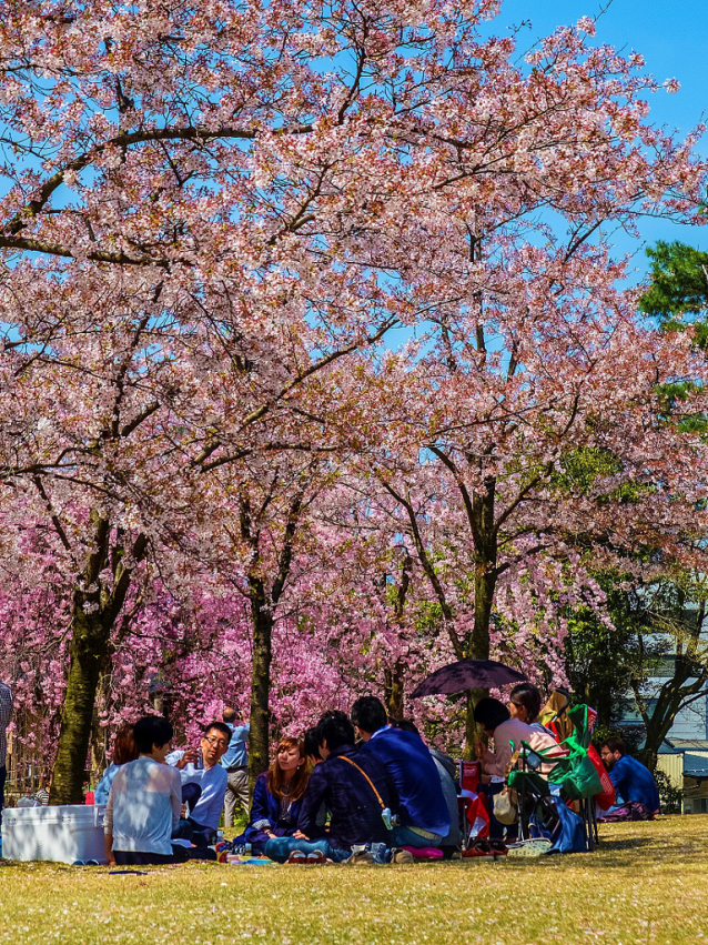 Hanami, svátek třešňových květů 