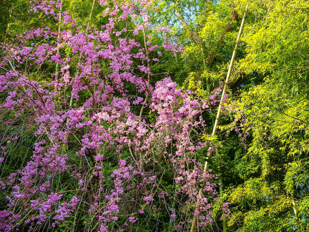 Hanami, svátek třešňových květů 