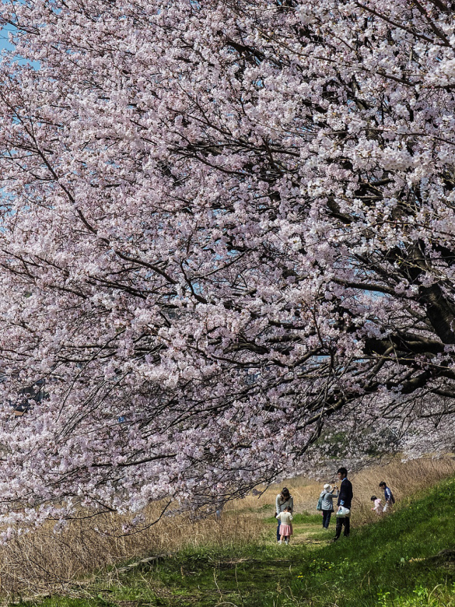 Hanami, svátek třešňových květů 