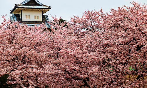 Hanami, svátek třešňových květů 