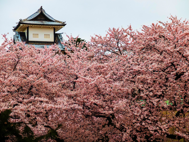 Hanami, svátek třešňových květů 