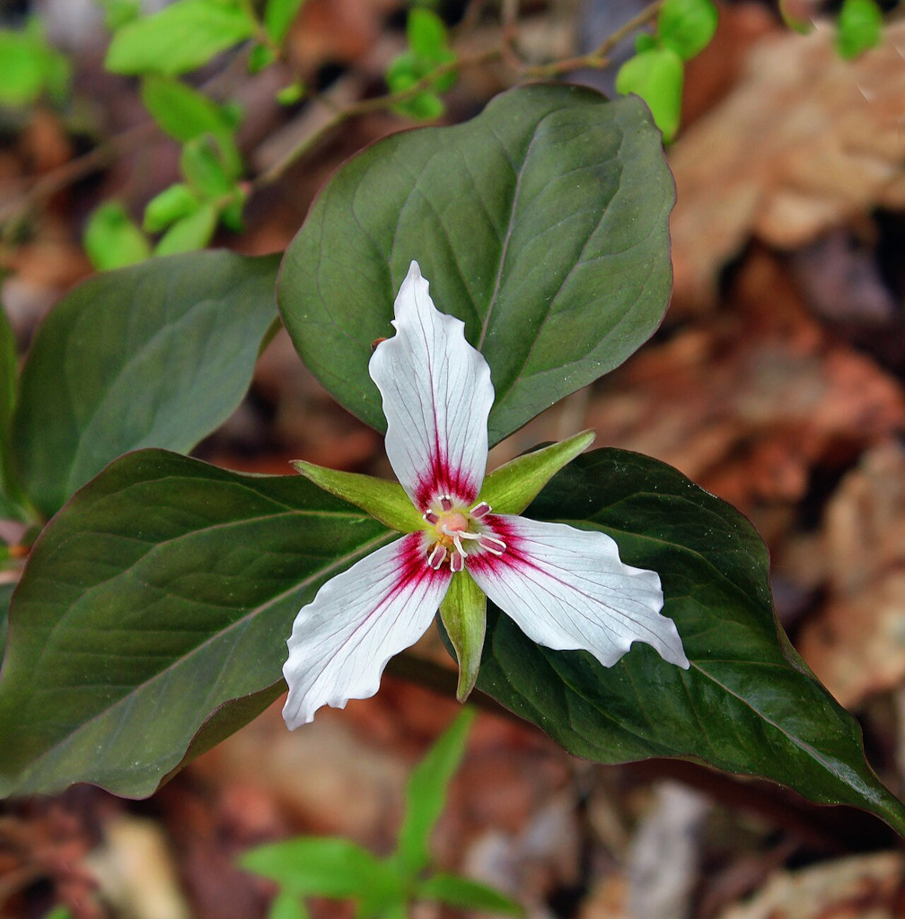 Trillium / trojčetka.