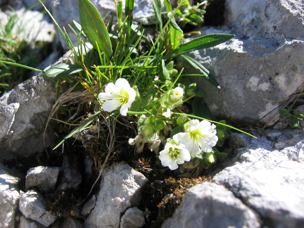 Jarní květy na Watzmannu.