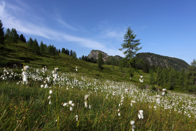 Květy Vápencových Alp