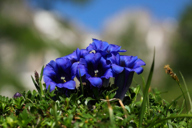 What is Alpine Summer in SalzburgerLand?