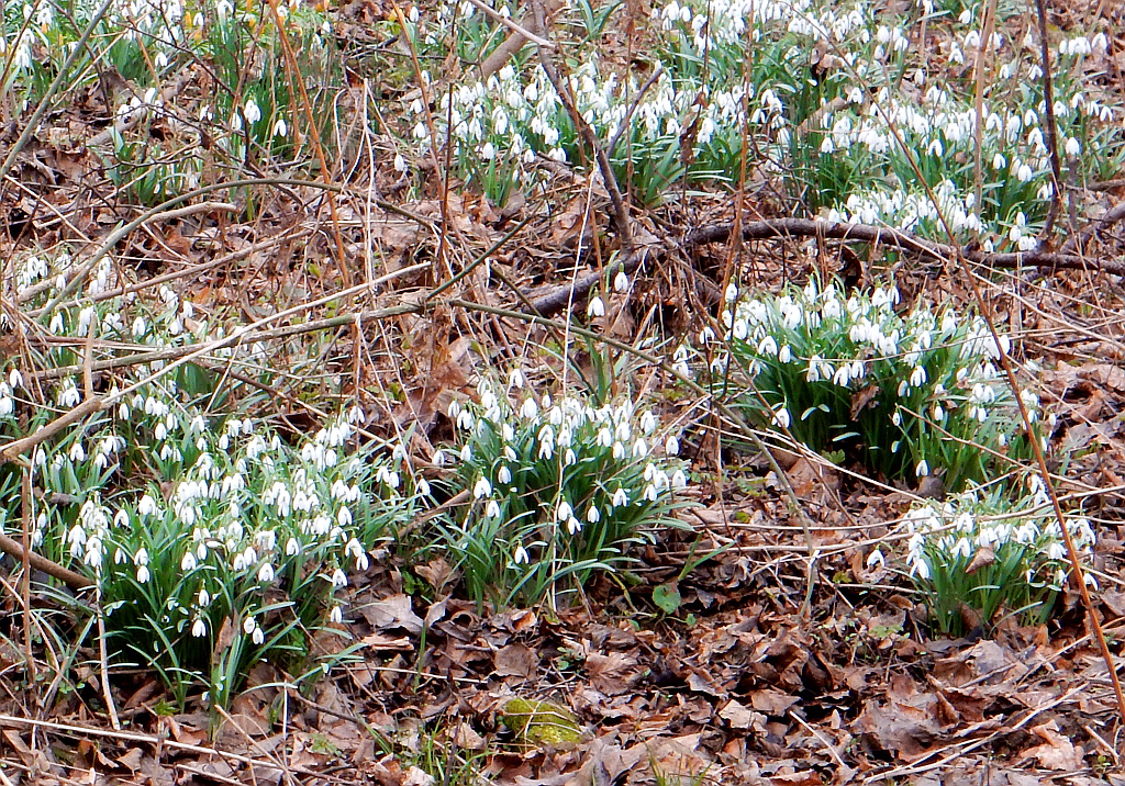 Sněženky kvetou u Botiče pod Průhonicemi.