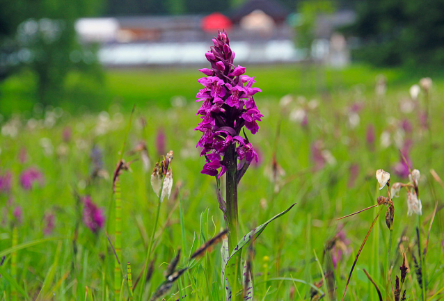 Fialová podívaná: louku v Beskydech opět rozzářily orchideje