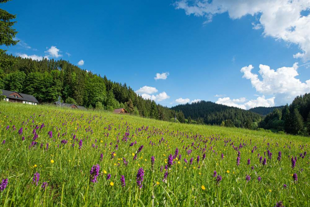 Fialová podívaná: louku v Beskydech opět rozzářily orchideje