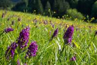 Fialová podívaná: louku v Beskydech opět rozzářily orchideje Fialová podívaná: louku v Beskydech opět rozzářily orchideje